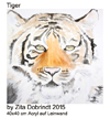 tiger-zita
